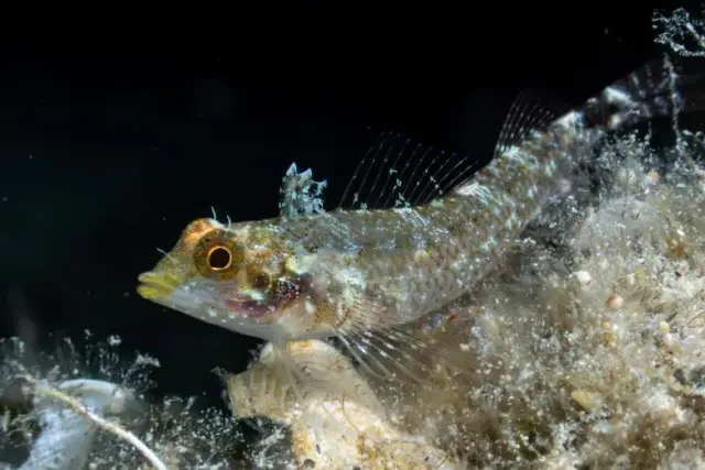 Tripterygion delaisi