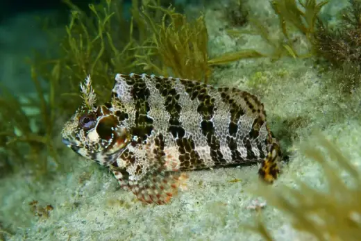 Parablennius gattorugine