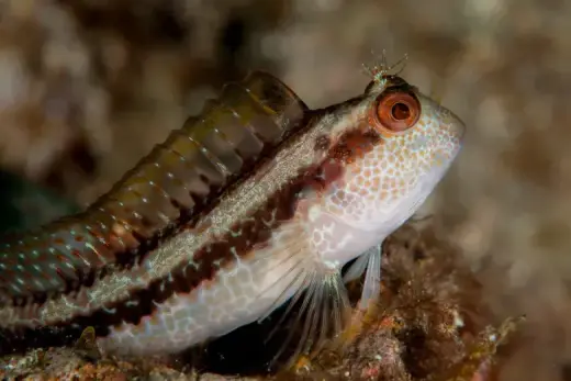 Parablennius pilicornis
