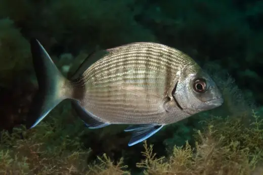Diplodus sargus