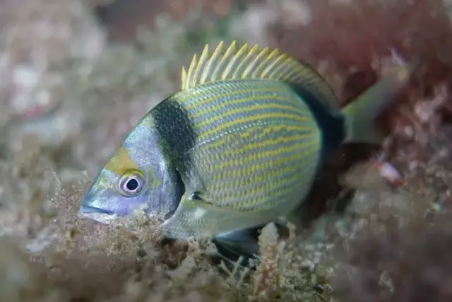 Diplodus vulgaris