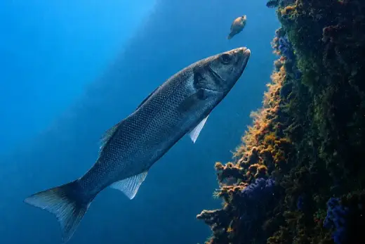 Dicentrarchus labrax