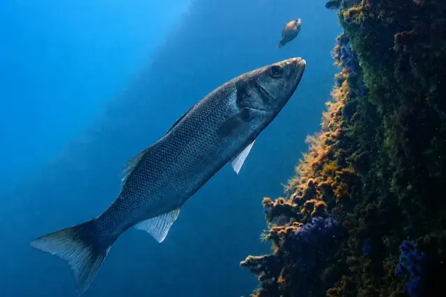 Dicentrarchus labrax