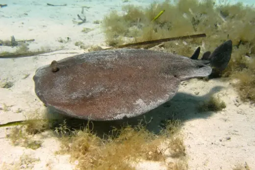 Torpedo marmorata