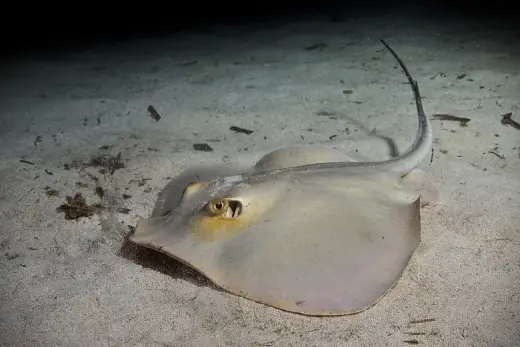 Dasyatis pastinaca