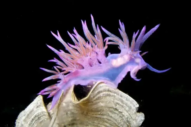 Flabellina affinis
