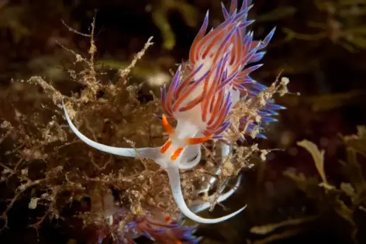 Cratena peregrina