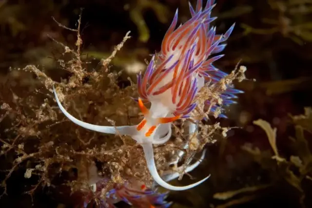 Cratena peregrina