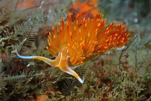 Nemesignis banyulensis