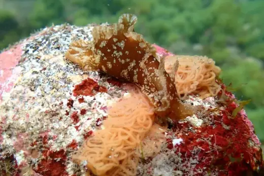 Aplysia depilans