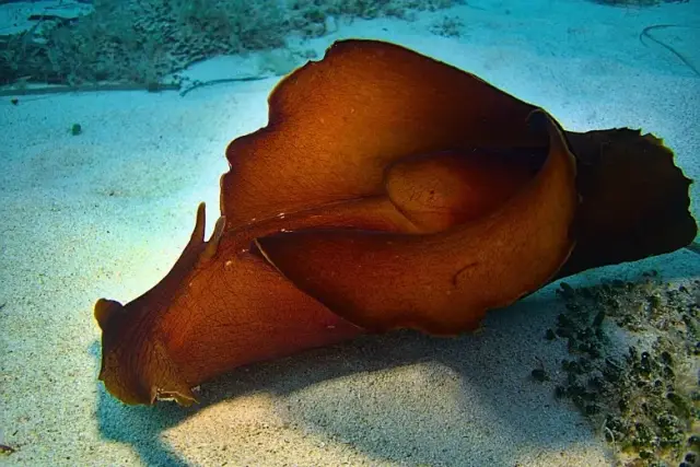 Aplysia fasciata
