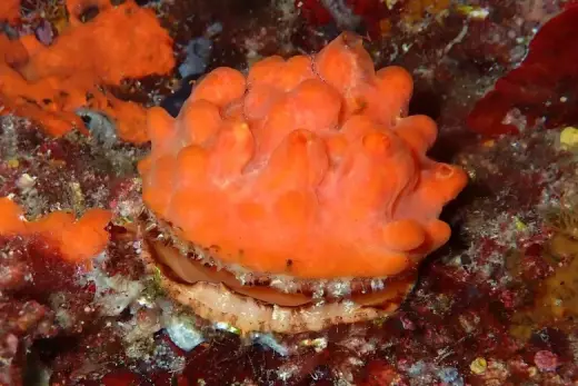 Spondylus gaederopus