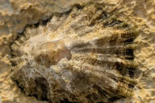 Patella caerulea