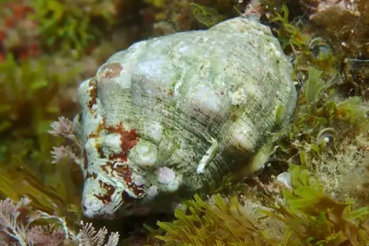 Stramonita haemastoma