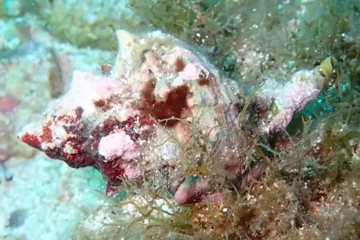 Hexaplex trunculus