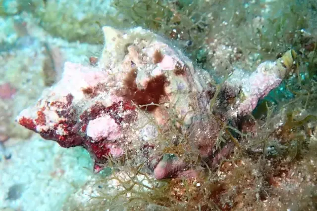Hexaplex trunculus