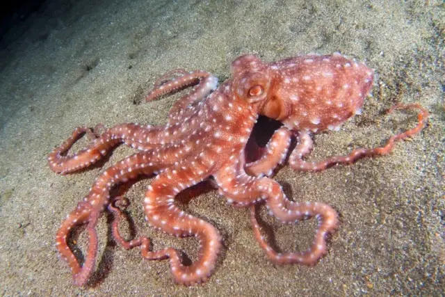 Callistoctopus macropus