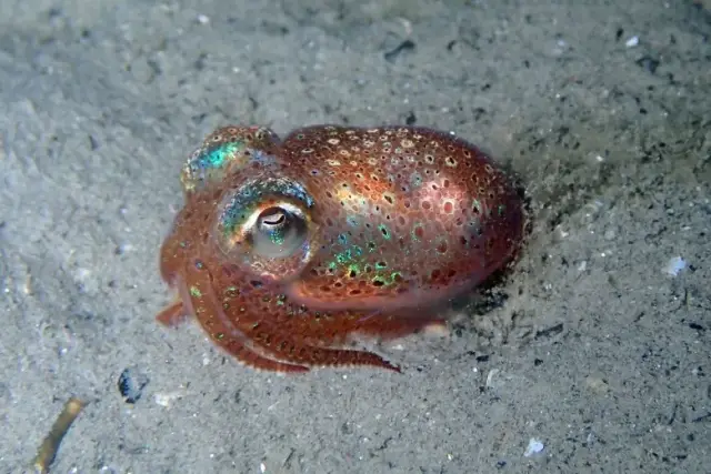 Sepiola rondeleti