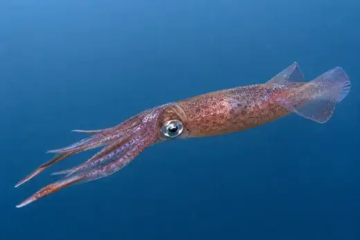 Illex coindetii