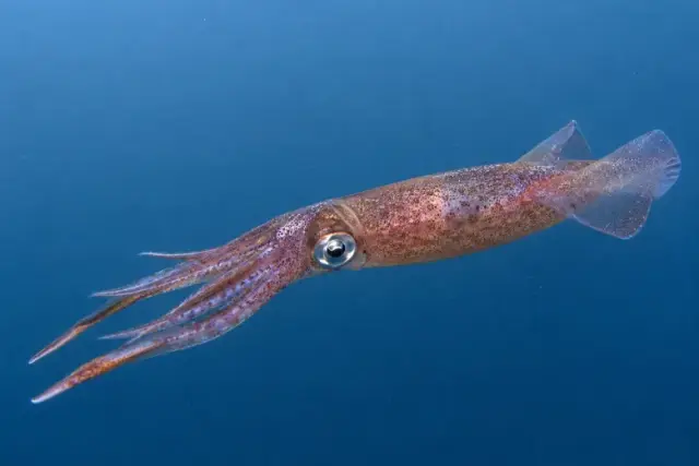 Illex coindetii