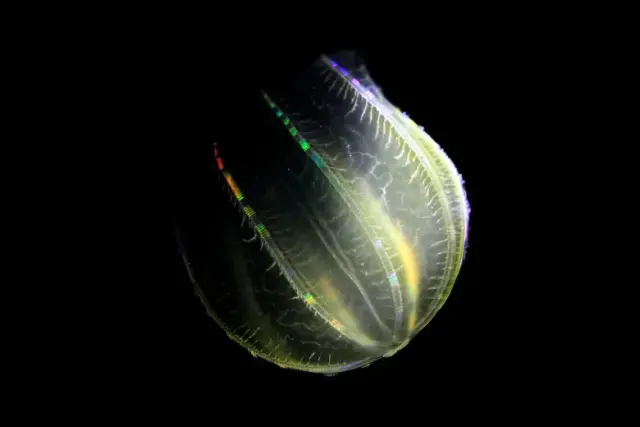 Beroe ovata