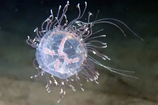 Olindias muelleri