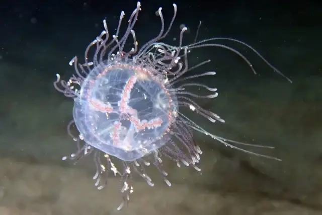 Olindias muelleri