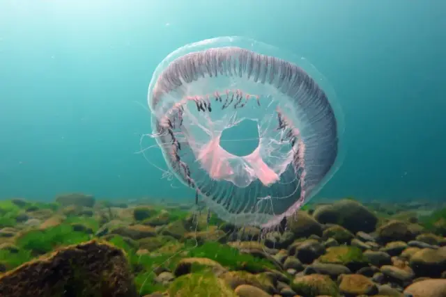 Aequorea forskalea