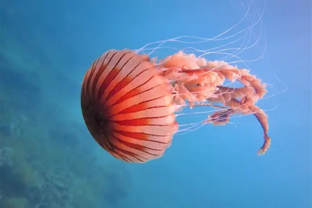 Chrysaora hysoscella