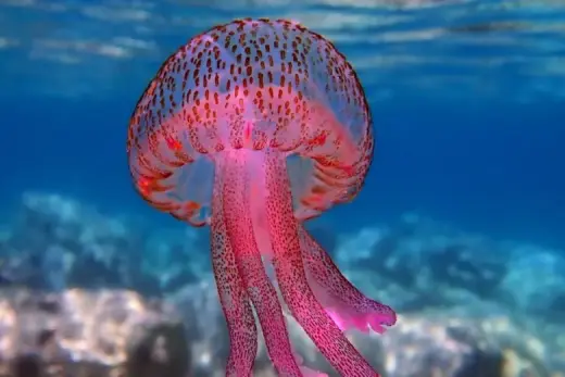 Pelagia noctiluca