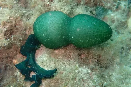 Bonellia viridis