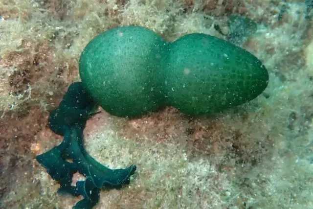 Bonellia viridis
