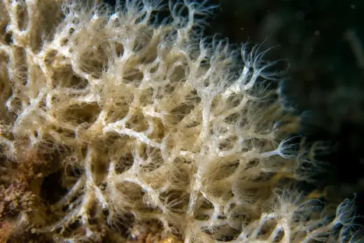 Filograna implexa