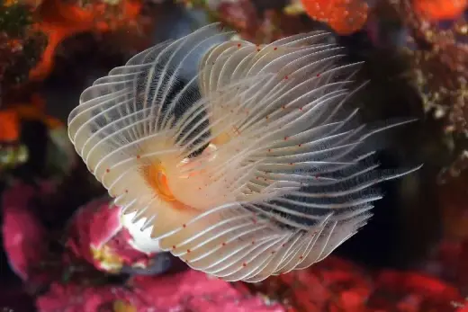 Protula tubularia