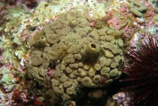 Cliona viridis