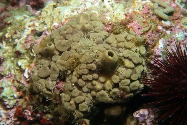 Cliona viridis