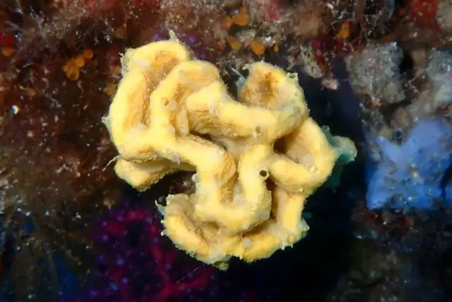 Axinella damicornis