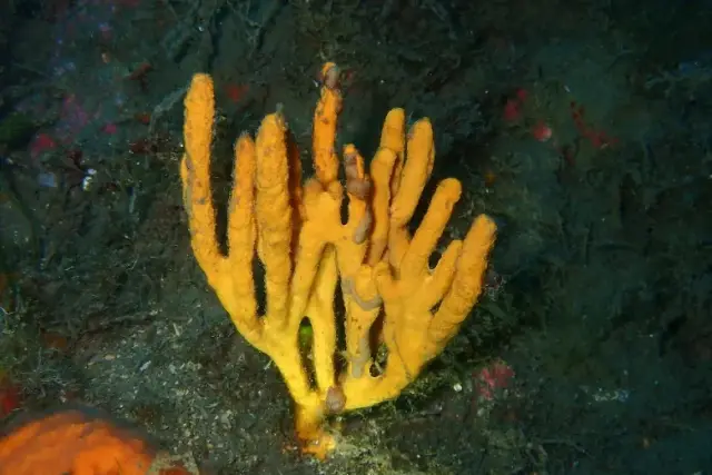 Axinella polypoides