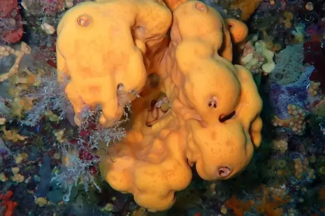 Agelas oroides