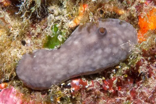 Chondrosia reniformis
