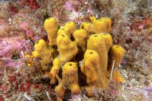 Aplysina aerophoba