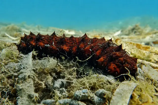 Holothuria (Roweothuria) poli