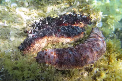 Holothuria (Holothuria) tubulosa