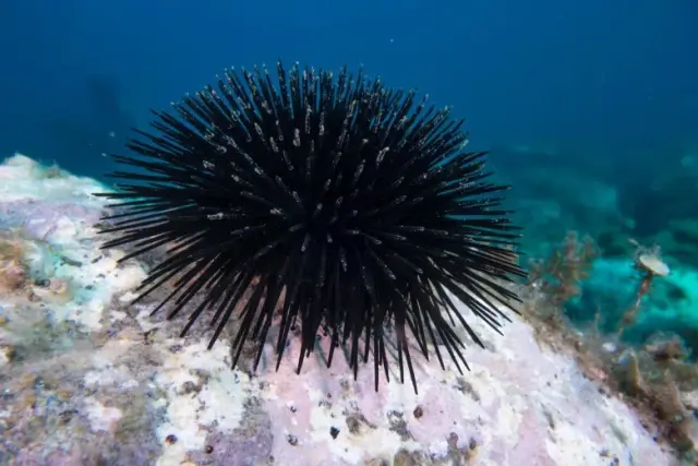 Arbacia lixula