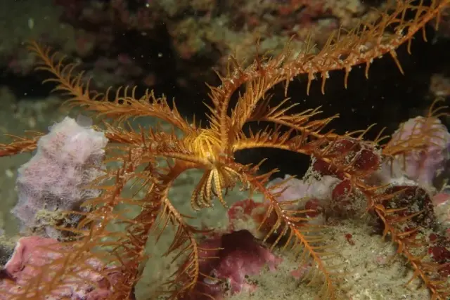 Antedon mediterranea
