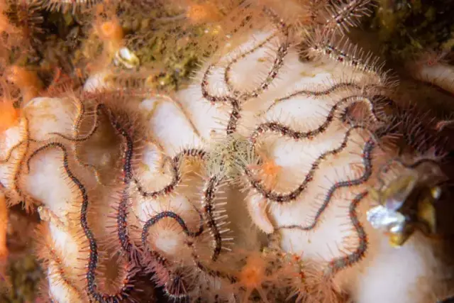 Ophiothrix fragilis
