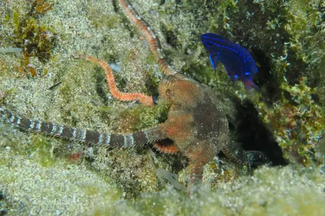 Ophioderma longicaudum