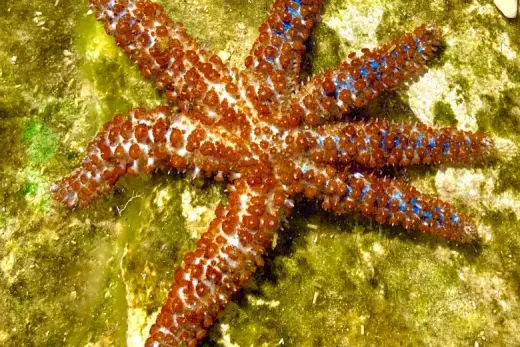 Coscinasterias tenuispina