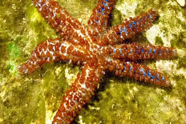 Coscinasterias tenuispina