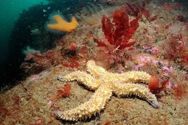 Marthasterias glacialis